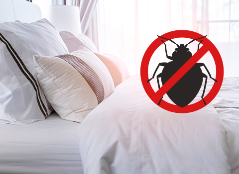 Invasion of the Bedbugs